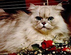 Gatti (302)